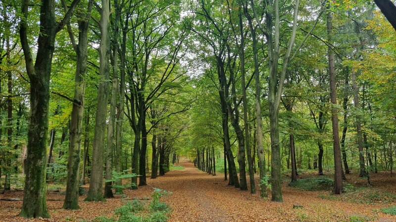 Groesbeekse bos hondenvakantie