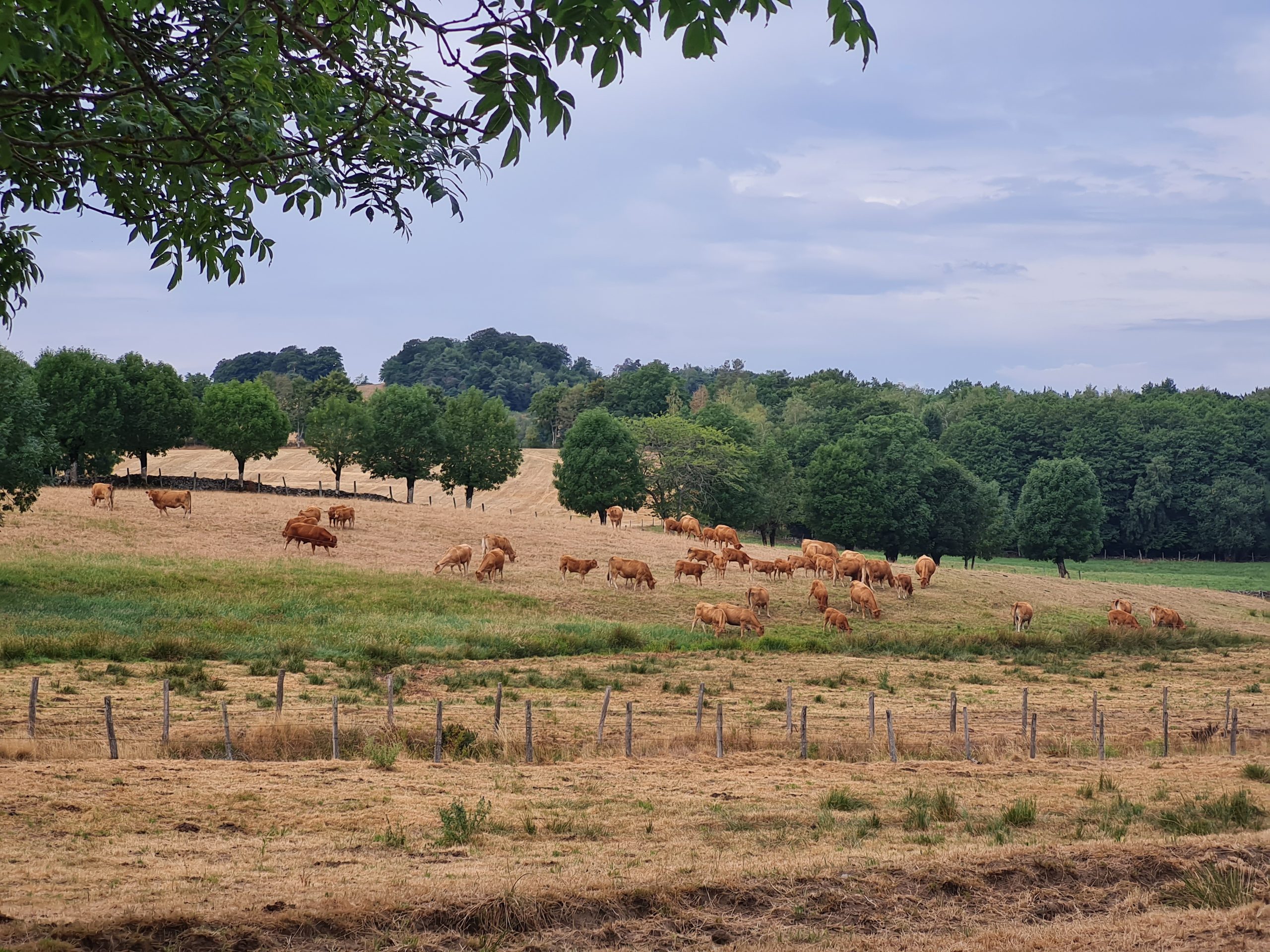 Aubrac koeien