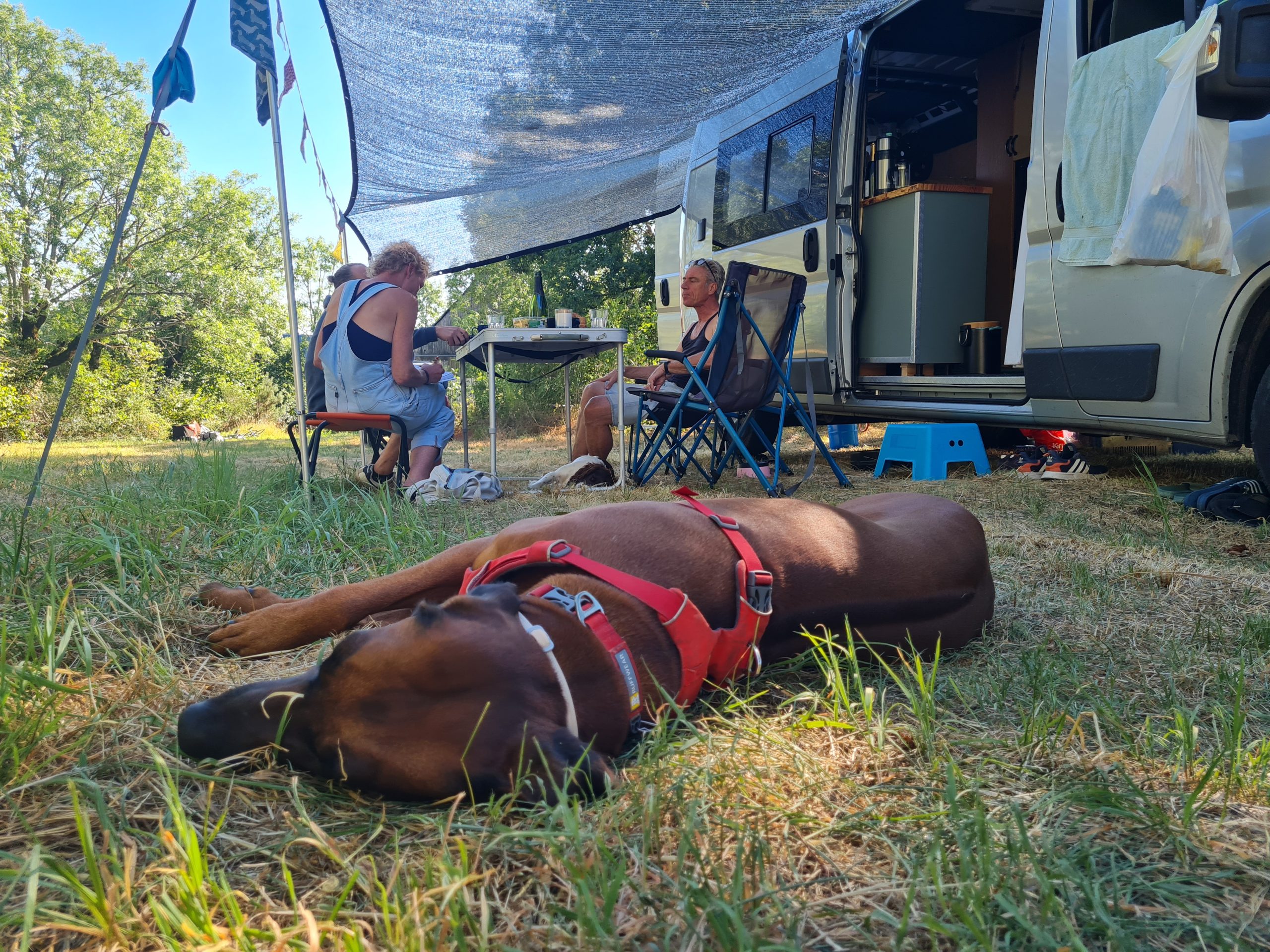 camplife hond