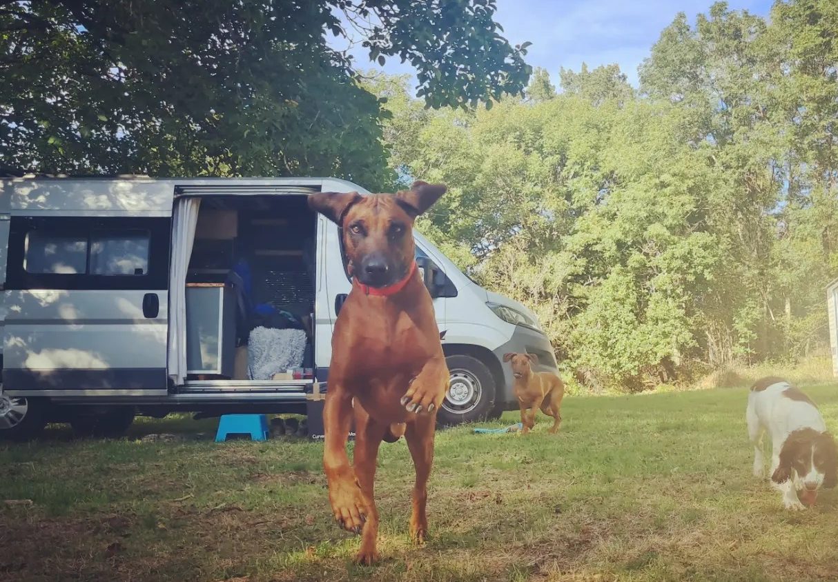 camper ierland