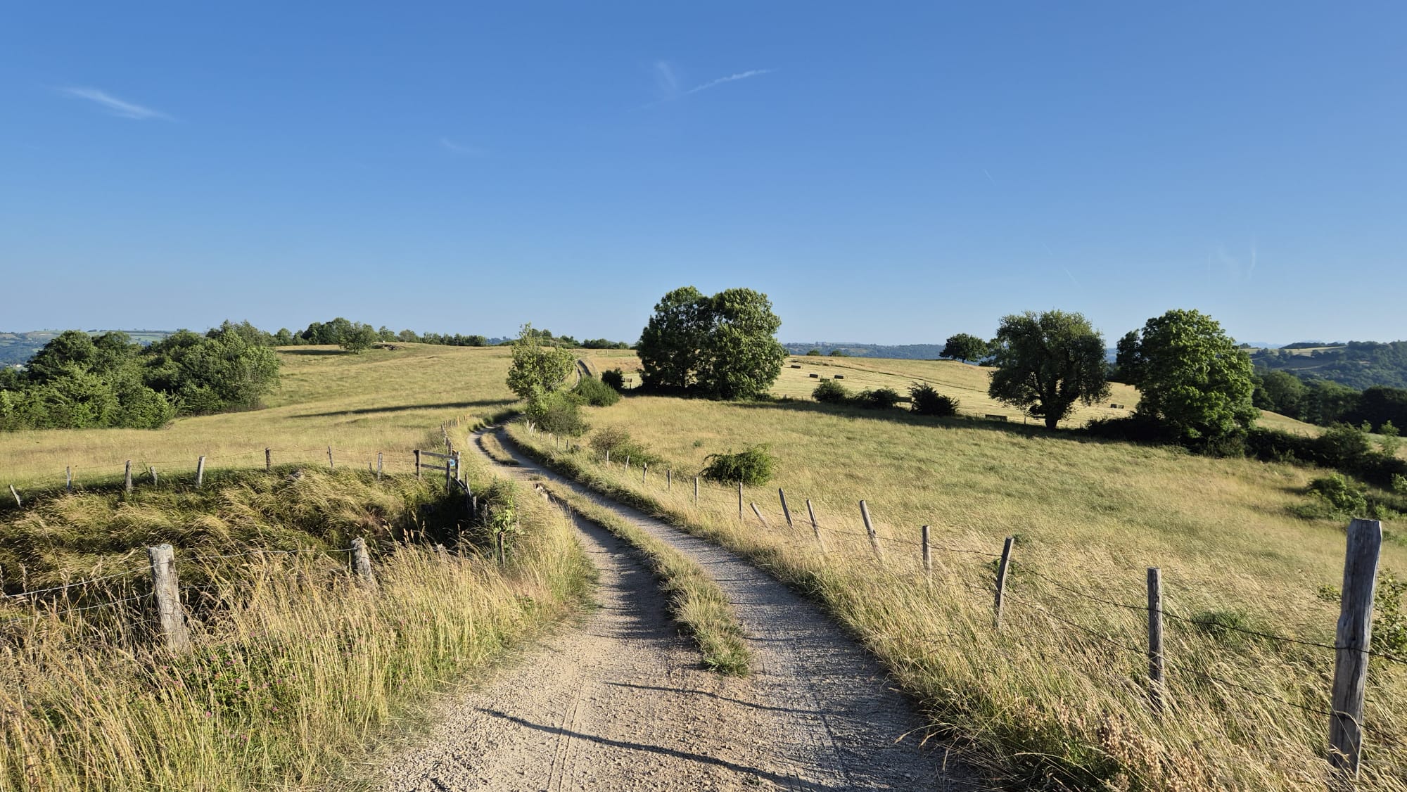 wandelen met je hond bij warm weer