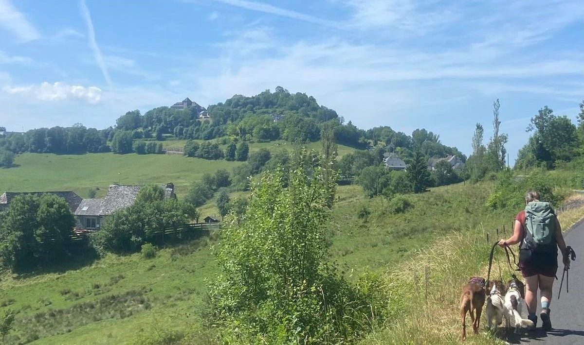 Wandelen met je hond in de zomer