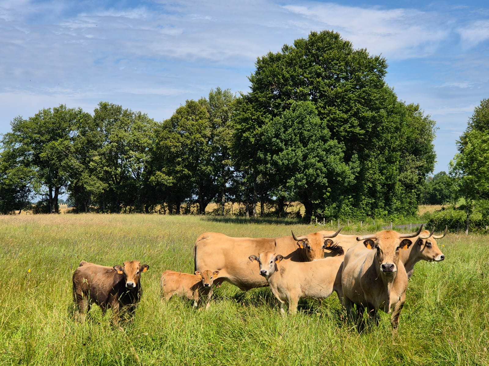 Kudde tijdens de wandeling