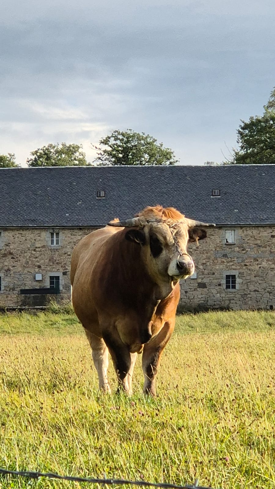 Wandelen en koeien