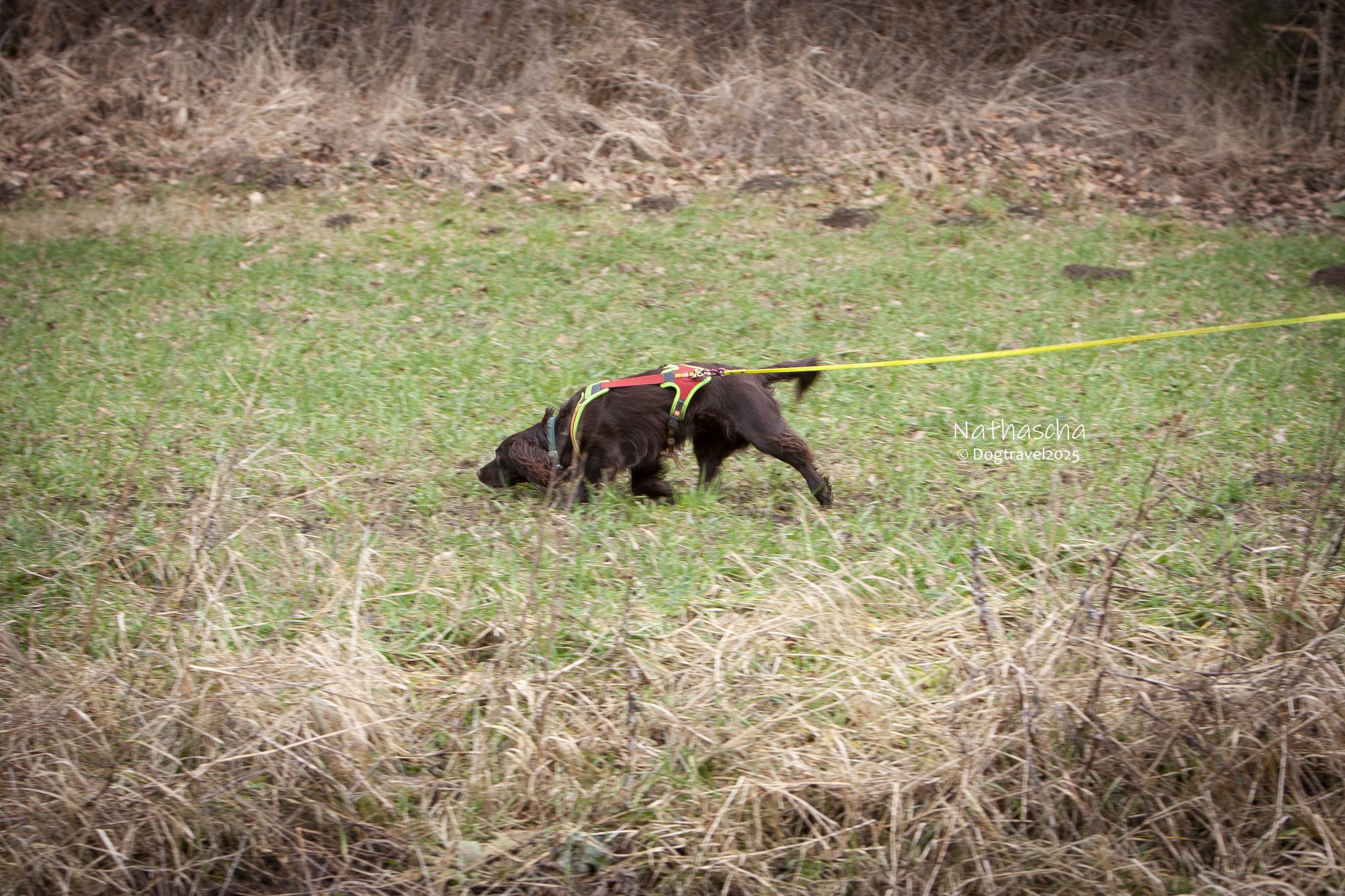Dogtravel mantrailen